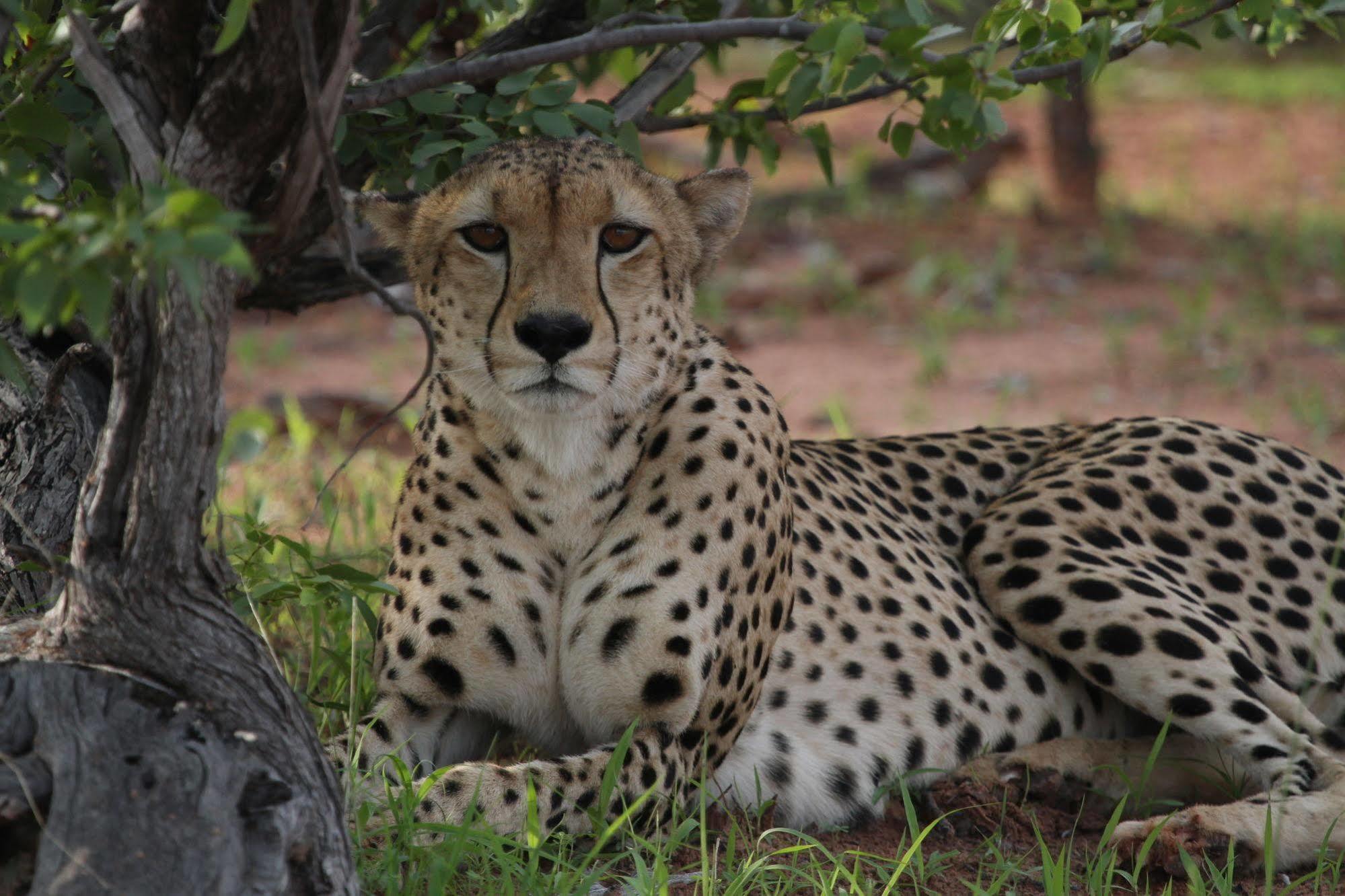 Changa Safari Camp Matusadona National Park エクステリア 写真